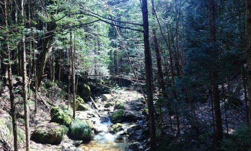 viajar japon - nakasendo bosque