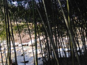 viajar japon - nakasendo bambu