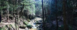 viajar japon - nakasendo bosque