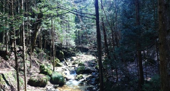 viajar japon - nakasendo bosque