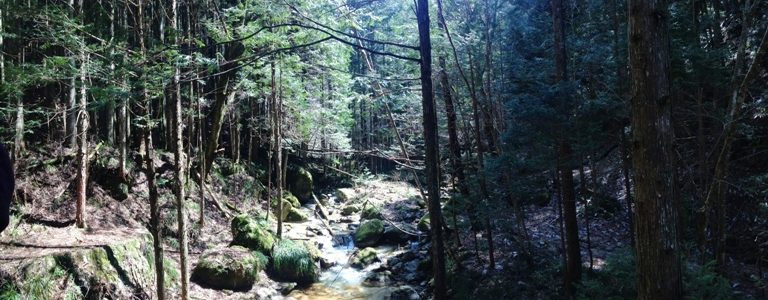 viajar japon - nakasendo bosque